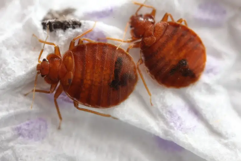 Dos chinches de cama marrones y ovaladas, con rayas oscuras, sobre una superficie blanca. Aprende cómo eliminar chinches.