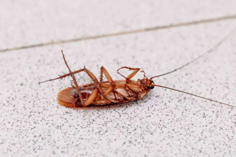 Cucaracha muerta boca arriba sobre una superficie con textura.