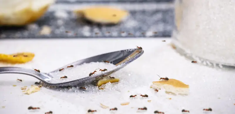 Unas hormigas exploran un montón de azúcar y una cuchara, buscando migas. ¡Parece que hay una invasión de hormigas en casa!