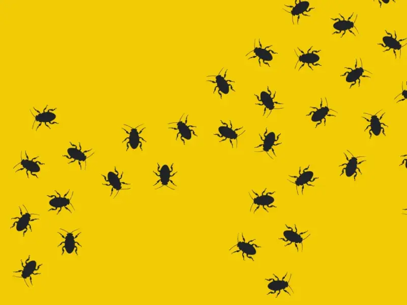 Muchas cucarachas negras se arrastran sobre un fondo amarillo brillante. Las cucarachas transmiten enfermedades.