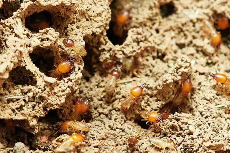 Un grupo de larvas de termitas se mueve por túneles de tierra.